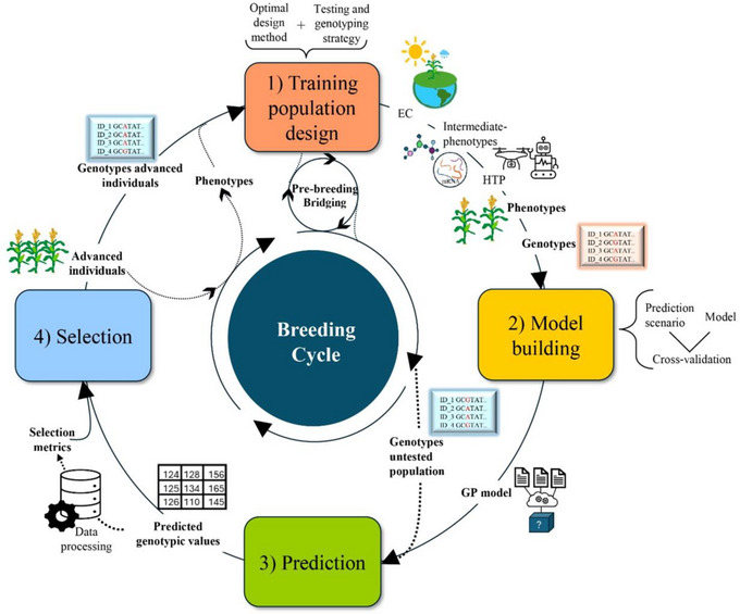 Diagram showing genomic selection workflow: training set with genotypes and phenotypes, prediction for genotyped-only individuals