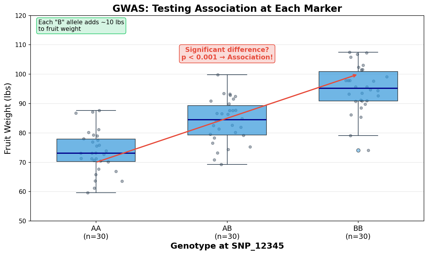 Diagram showing how GWAS tests for association between marker genotypes and phenotype