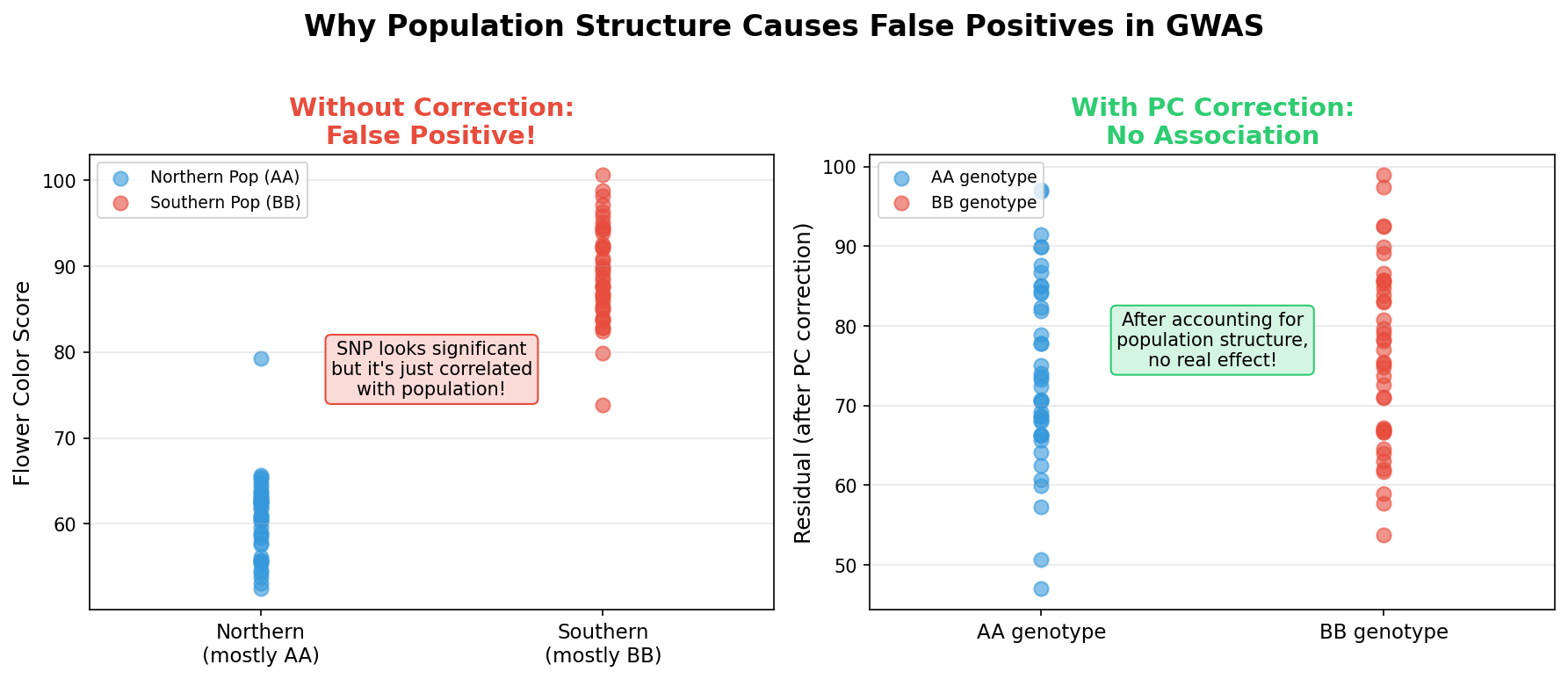 Diagram showing how population structure can confound GWAS results